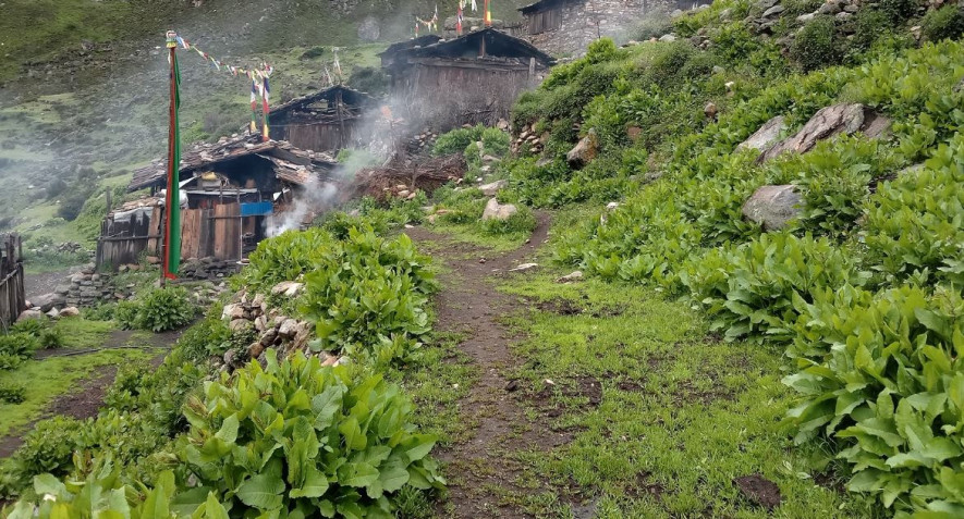पानी परेपछी ताप्लेजुङका किसान हर्षित 
